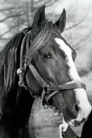 Champion Jr. en Twilight on the Rio Grande
