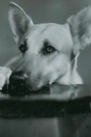 Flash the Dog en Shadows of the Night