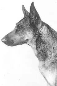 Napoleon the Dog en The Silent Hero