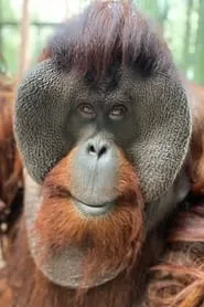 Sam the Orangutan en Mi colega Dunston