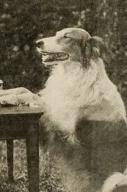 Retrato de Shep the Dog