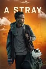 Póster de A Stray