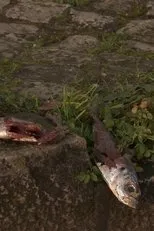 Póster de Aqui Há Gato