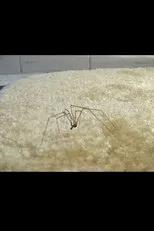 Póster de Coven of the Heathenites