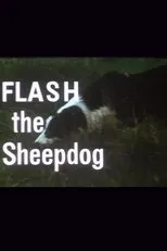 Póster de Flash the Sheepdog