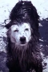Póster de Harry the Dirty Dog