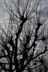 Póster de Intimations