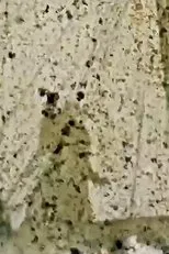 Póster de Luzern Viper