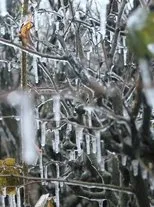 Póster de Maelstrøm