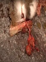 Póster de Mange-moi