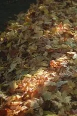 Póster de My Heart Is Walking Around Outside of My Body