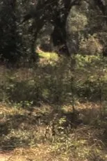 Póster de Videvanja Van Gogha