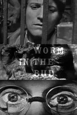 Póster de Worm in the Bud