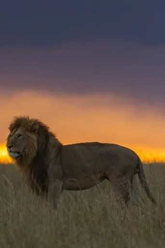 Póster de Africa's Hunters of the Night