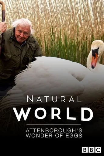 Póster de Attenborough's Wonder of Eggs