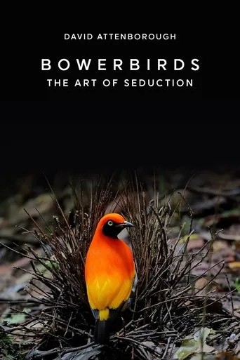 Póster de Bowerbirds: The Art of Seduction