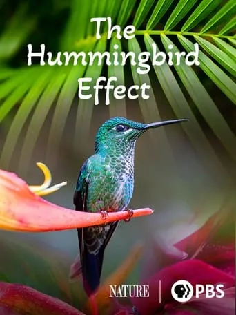 Póster de Costa Rica, el efecto de los colibríes