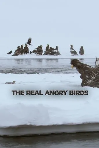 Póster de Die wahren Angry Birds