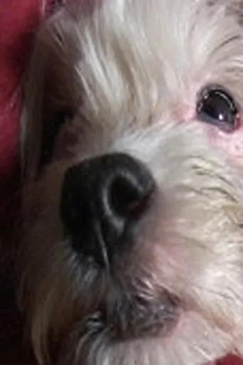 Póster de Doggy Life