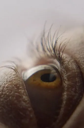 Póster de Eyelash