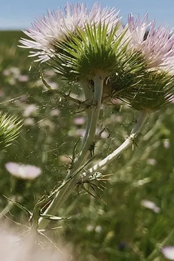 Póster de Fiori, fiori, fiori