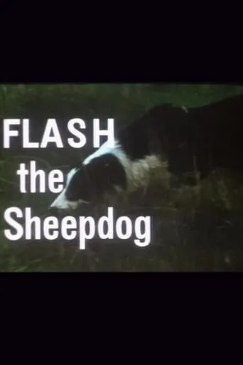 Póster de Flash the Sheepdog