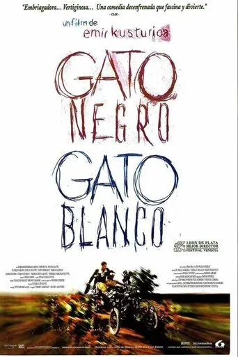 Póster de Gato negro, gato blanco