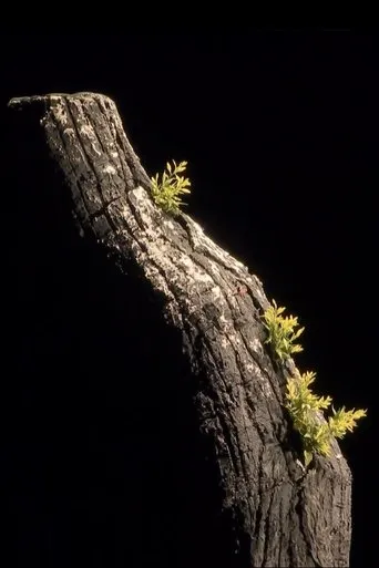 Póster de Giuseppe Verdi - La Forza del Destino