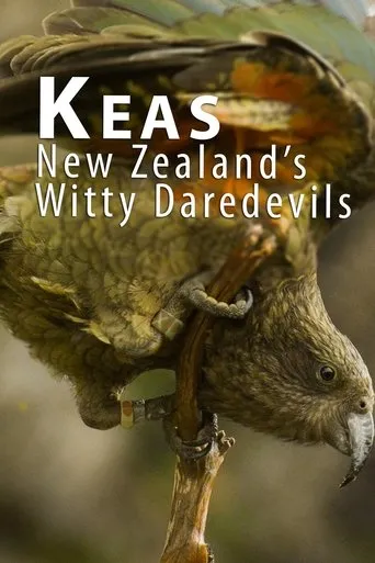 Póster de Heimliche Helden - Keas in Neuseeland