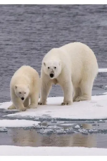 Póster de Ice Bear