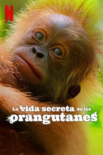 Póster de La vida secreta de los orangutanes (2024) con David Attenborough como Self - Narrator (voice)