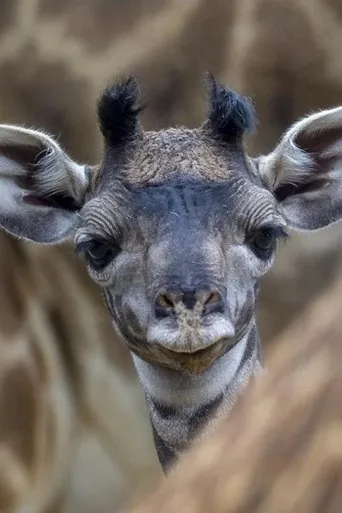 Póster de Les Dernières Girafes
