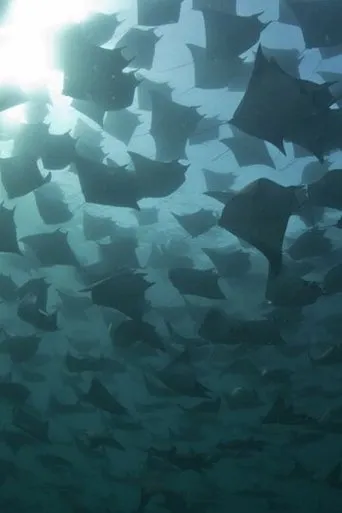Póster de Mantarrayas: criaturas de otro planeta