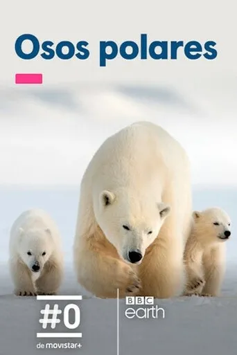Póster de Osos polares