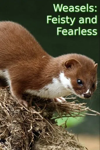 Póster de Weasels: Feisty and Fearless