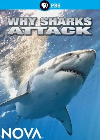Póster de Why Sharks Attack