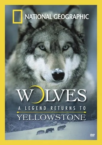Póster de Wolves: A Legend Returns to Yellowstone