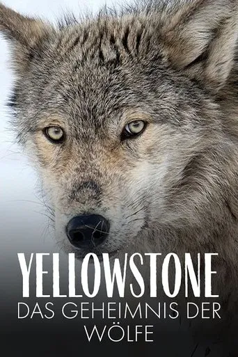 Póster de Yellowstone - Das Geheimnis der Wölfe
