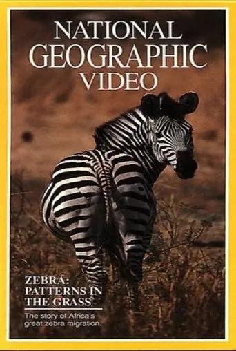 Póster de Zebras: Patterns in the Grass