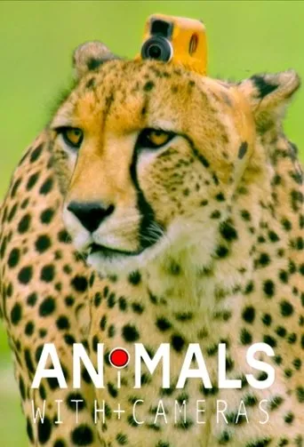 Póster de la serie Animales con camaras