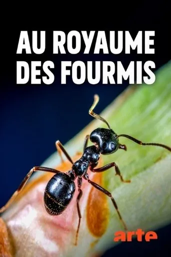 Póster de la serie Au royaume des fourmis
