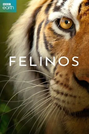 Póster de la serie Felinos