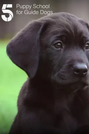 Póster de la serie Puppy School for Guide Dogs