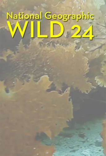 Póster de la serie Wild 24
